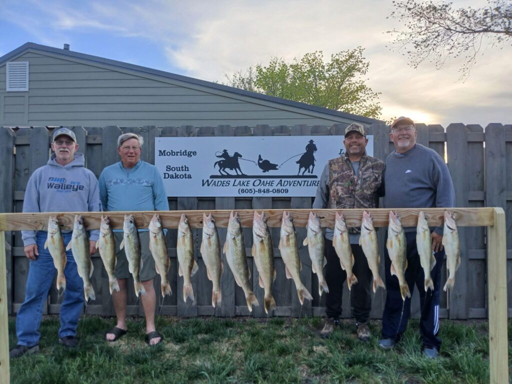 A full rail of walleyes from a guided Lake Oahe fishing trip