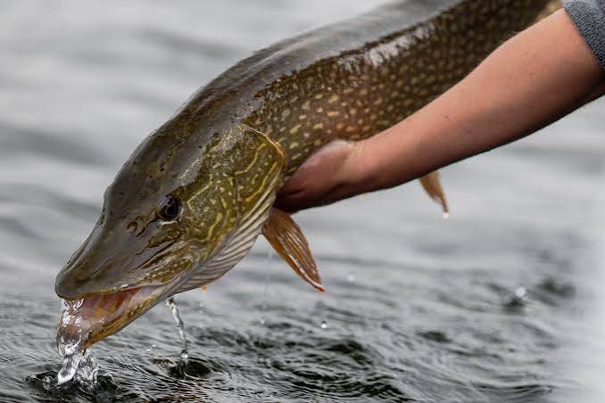 Northern pike caught on Lake Oahe near Mobridge, South Dakota