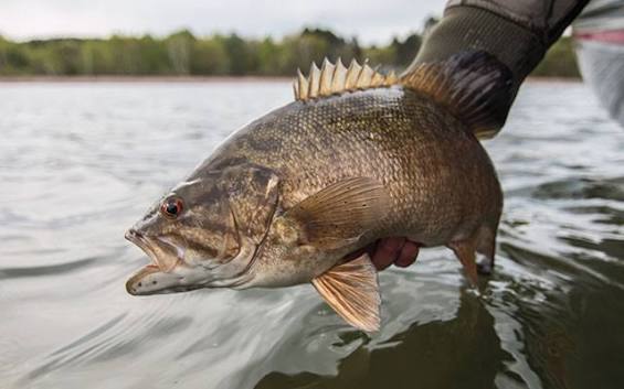 Smallmouth bass caught on Lake Oahe
